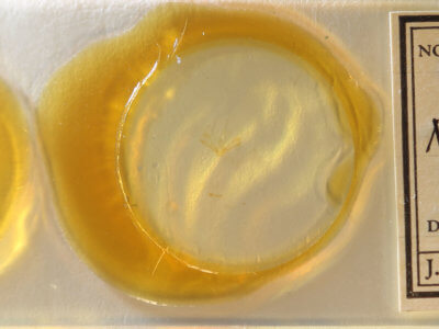 slide view of adult Nola ovilla