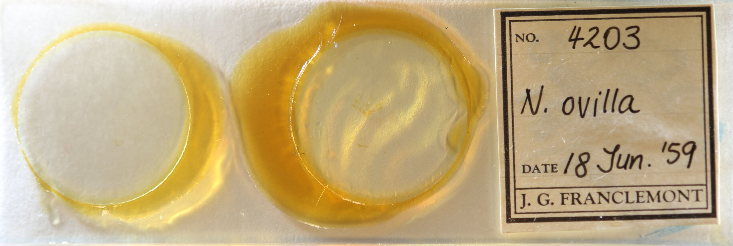 slide view of adult Nola ovilla