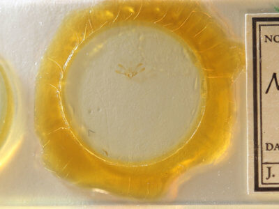 slide view of adult Nola triquetrana