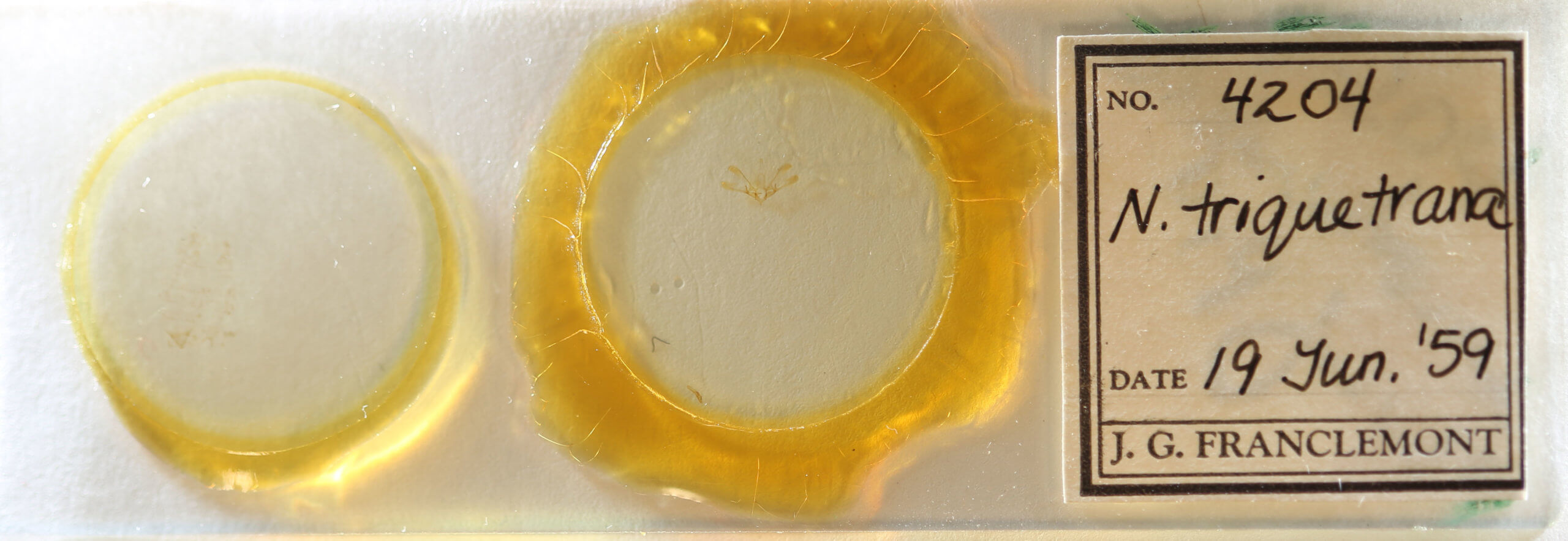 slide view of adult Nola triquetrana