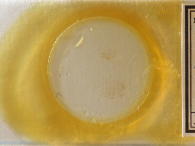 slide view of adult Nola cereella