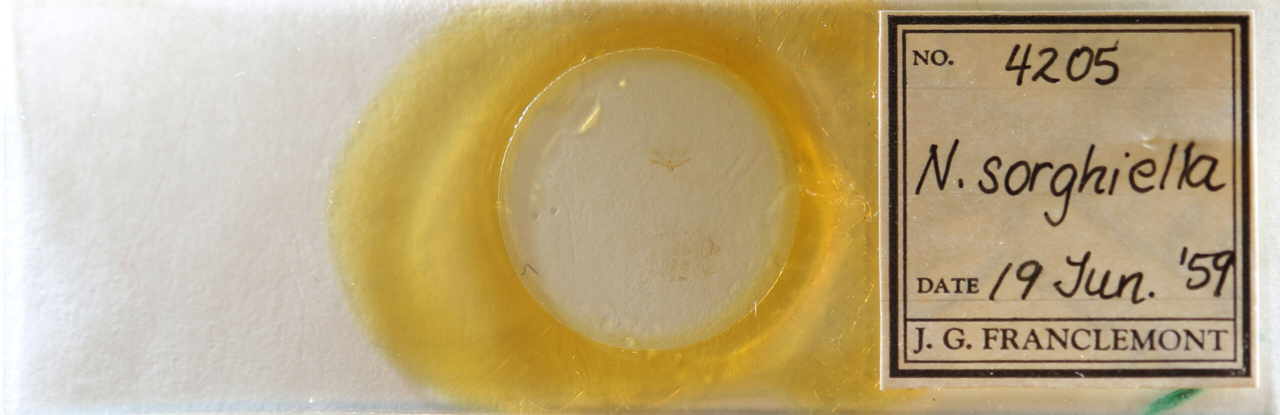 slide view of adult Nola cereella