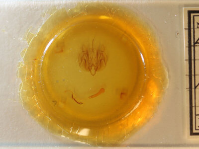 slide view of adult Leucania humidicola