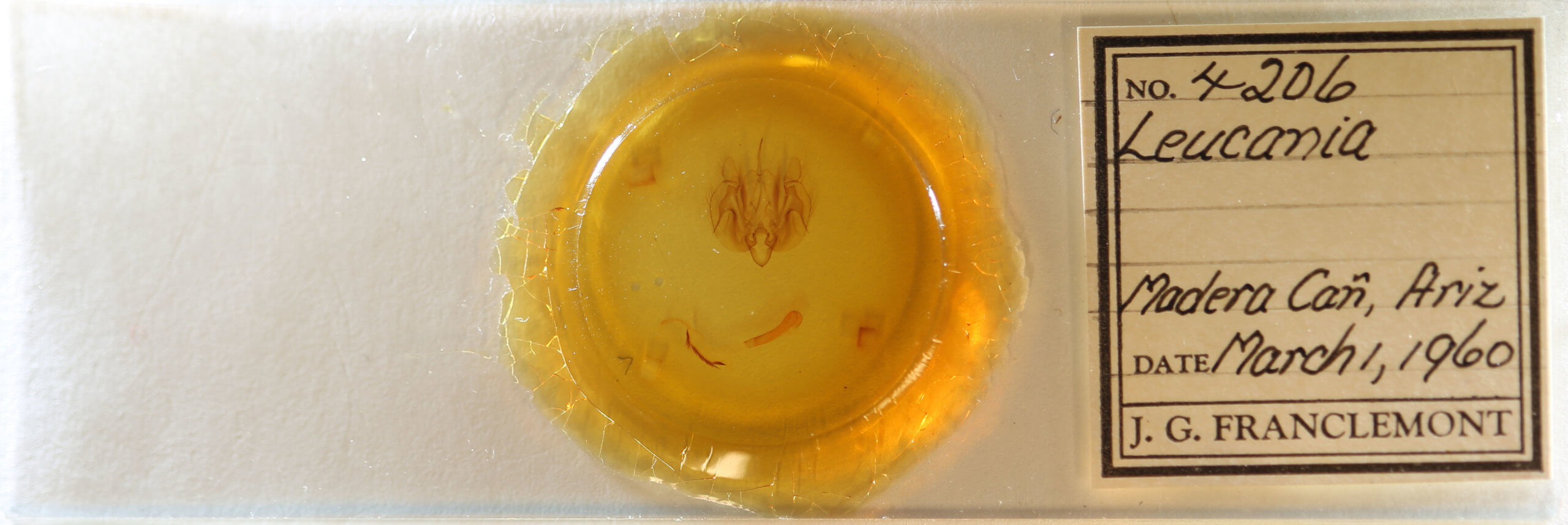 slide view of adult Leucania humidicola