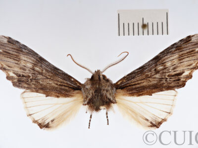 dorsal view of adult Ianassa paradisus