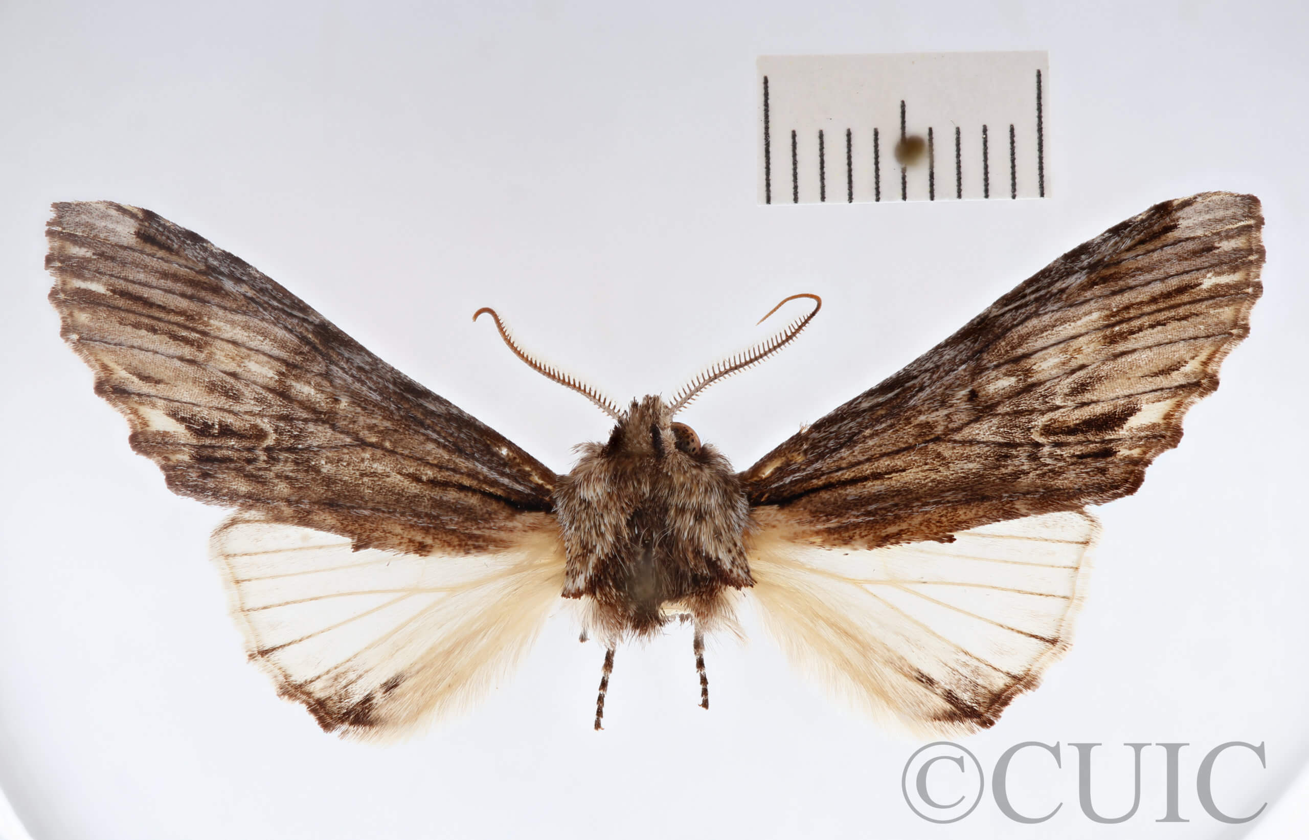 dorsal view of adult Ianassa paradisus