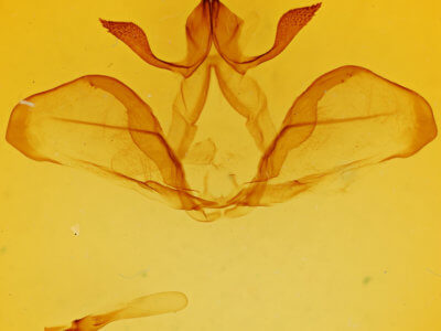 genitalia view of adult Ianassa paradisus