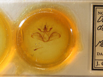 slide view of adult Ianassa paradisus