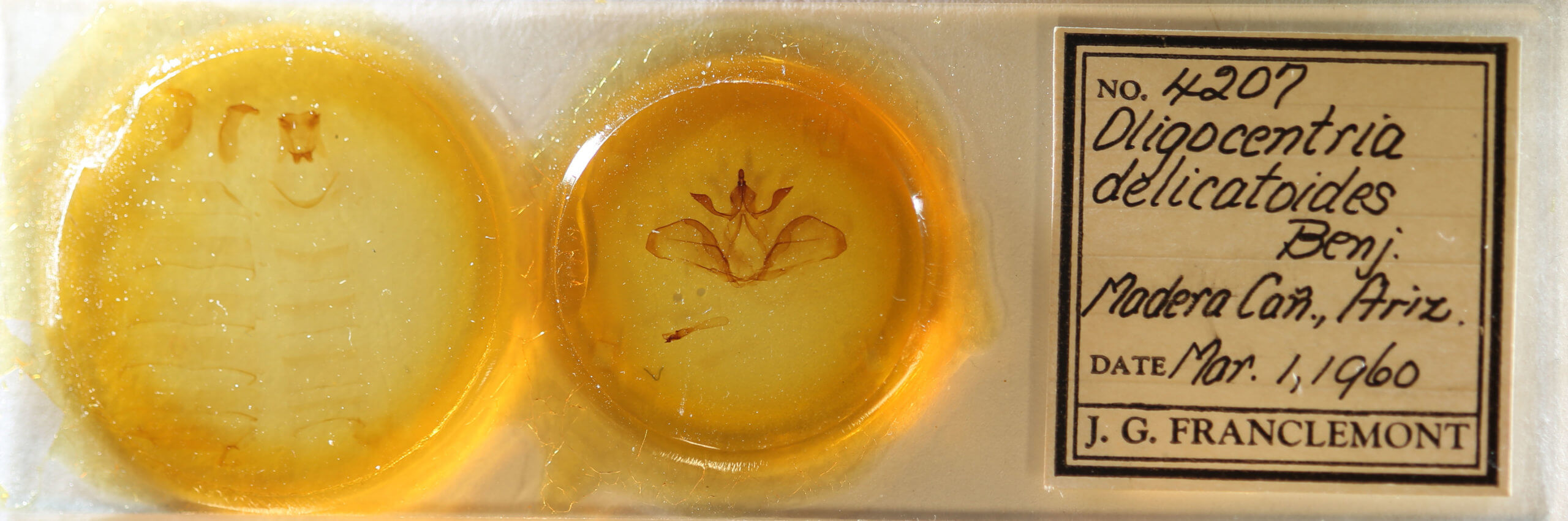 slide view of adult Ianassa paradisus