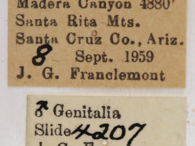 label view of adult Ianassa paradisus