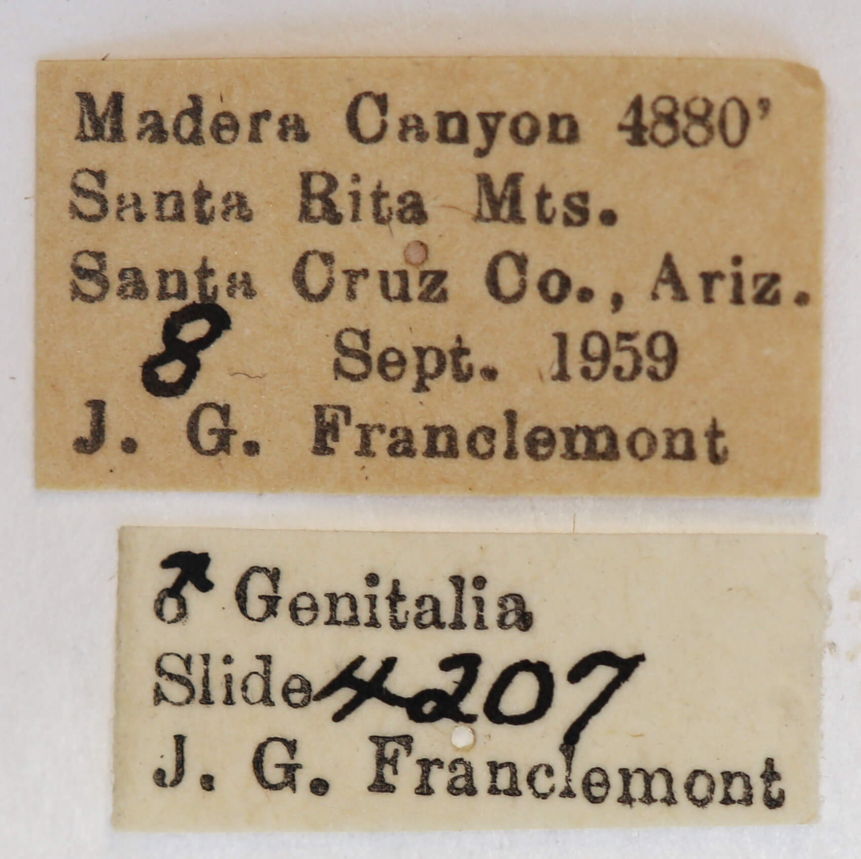 label view of adult Ianassa paradisus