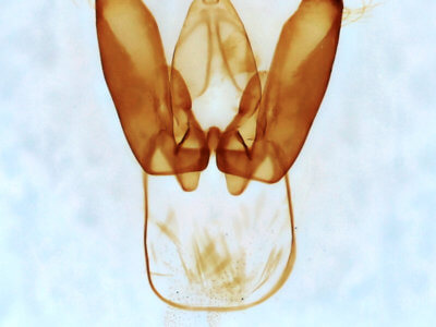 genitalia view of adult Lithosiini