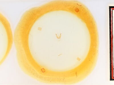 slide view of adult Lithosiini