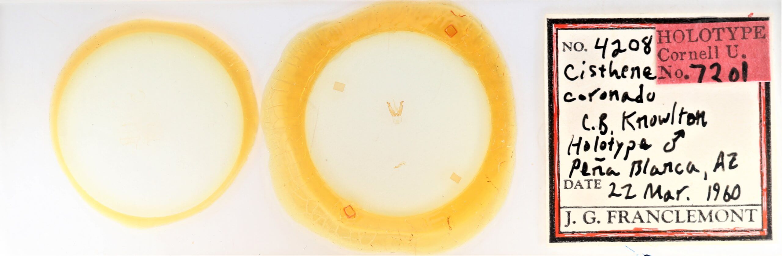 slide view of adult Lithosiini