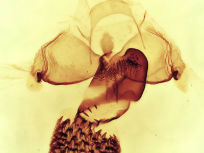 genitalia view of adult Cisthene coronado