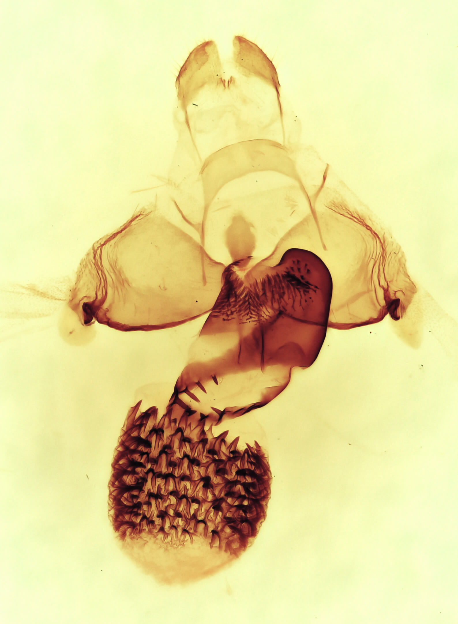 genitalia view of adult Cisthene coronado