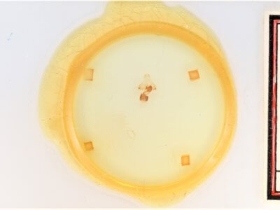 slide view of adult Cisthene coronado