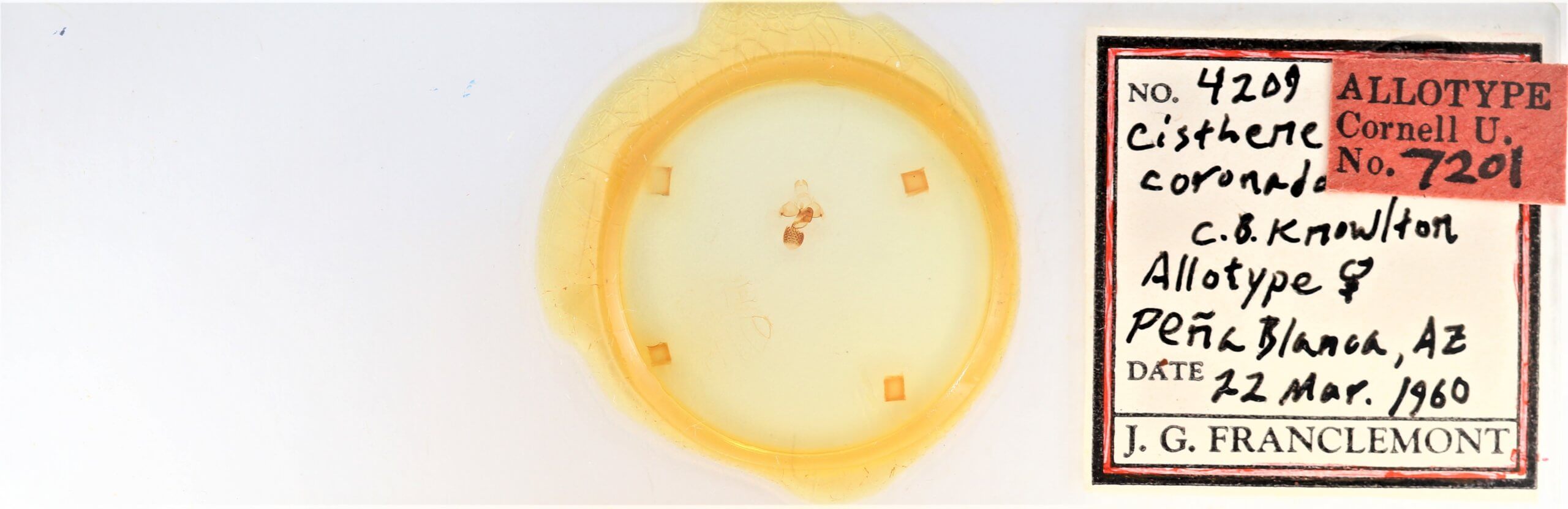 slide view of adult Cisthene coronado