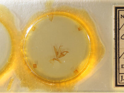 slide view of adult Matigramma emmilta