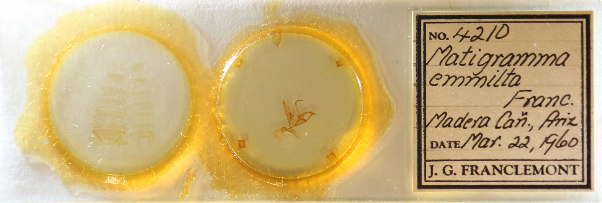 slide view of adult Matigramma emmilta