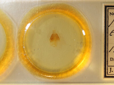 slide view of adult Matigramma emmilta