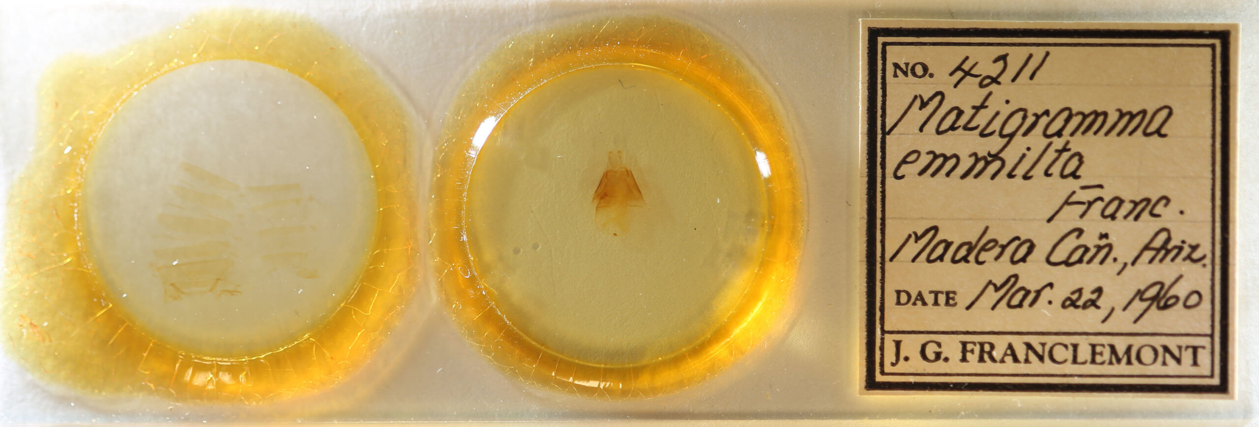 slide view of adult Matigramma emmilta