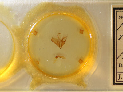 slide view of adult Matigramma tepentina