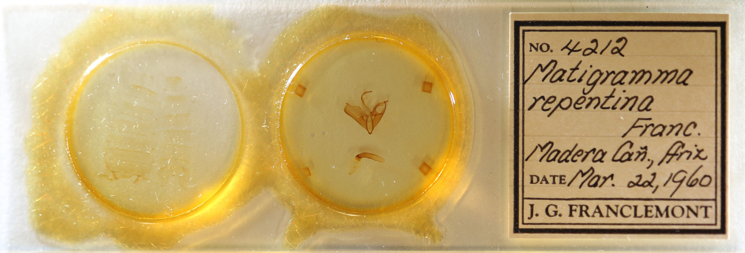 slide view of adult Matigramma tepentina