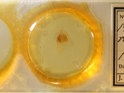 slide view of adult Matigramma repentina