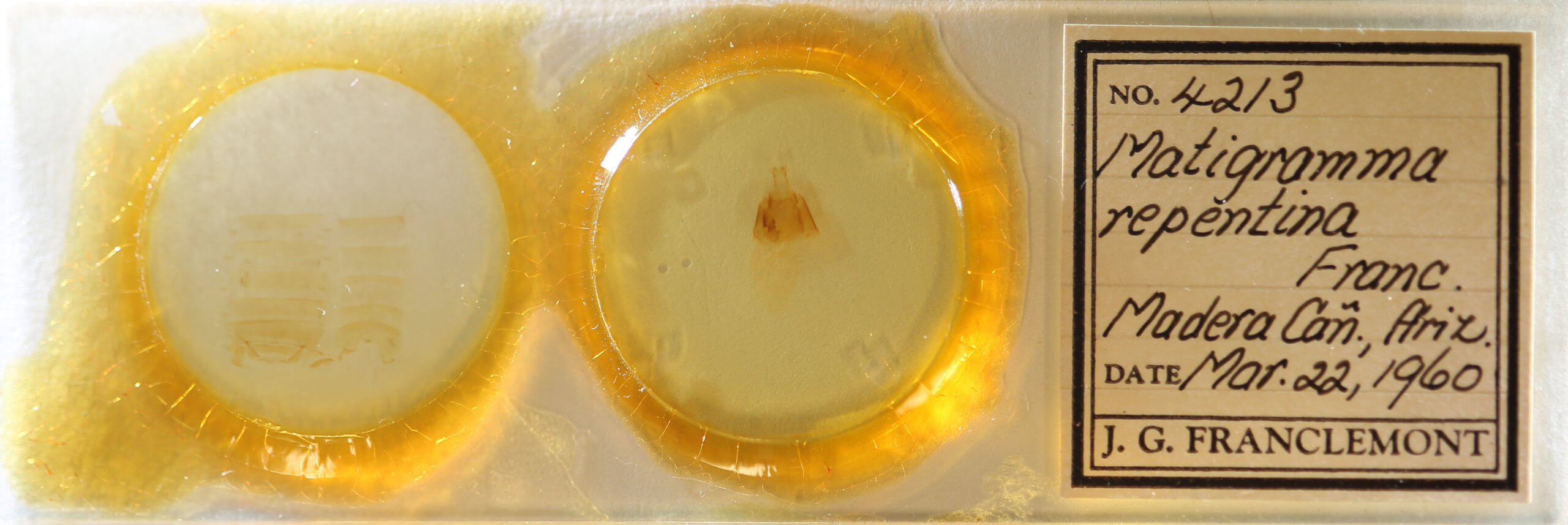 slide view of adult Matigramma repentina