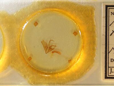 slide view of adult Matigramma repentina