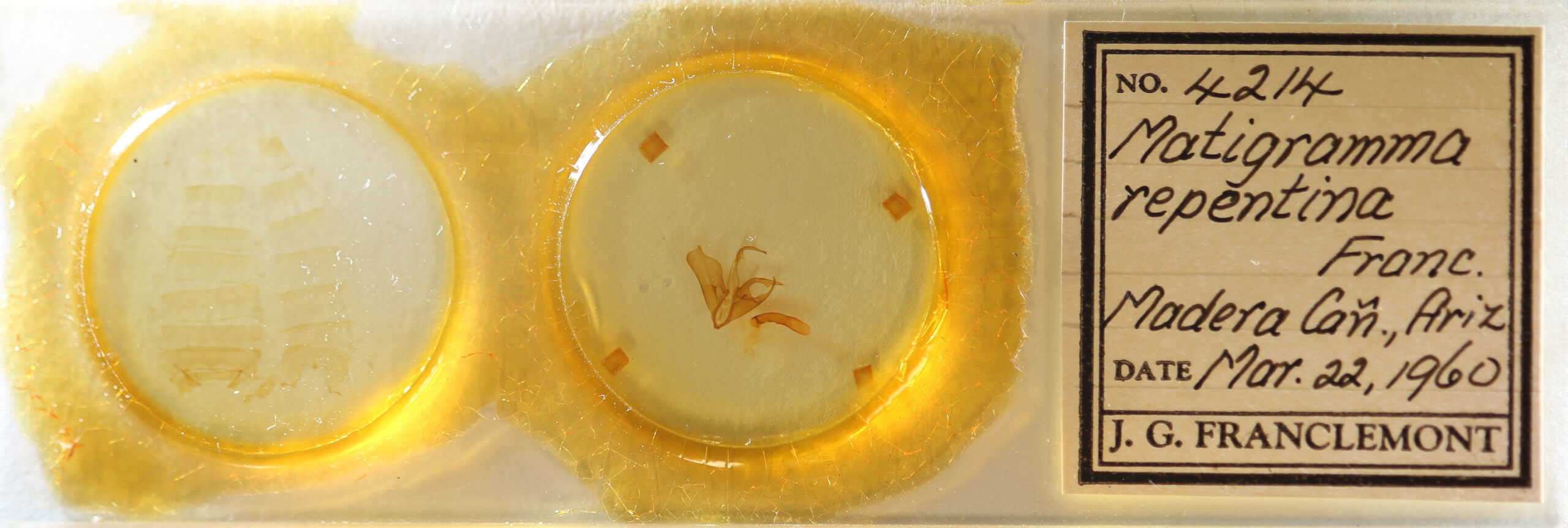 slide view of adult Matigramma repentina