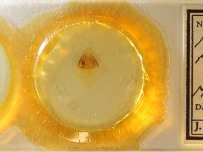 slide view of adult Matigramma repentina