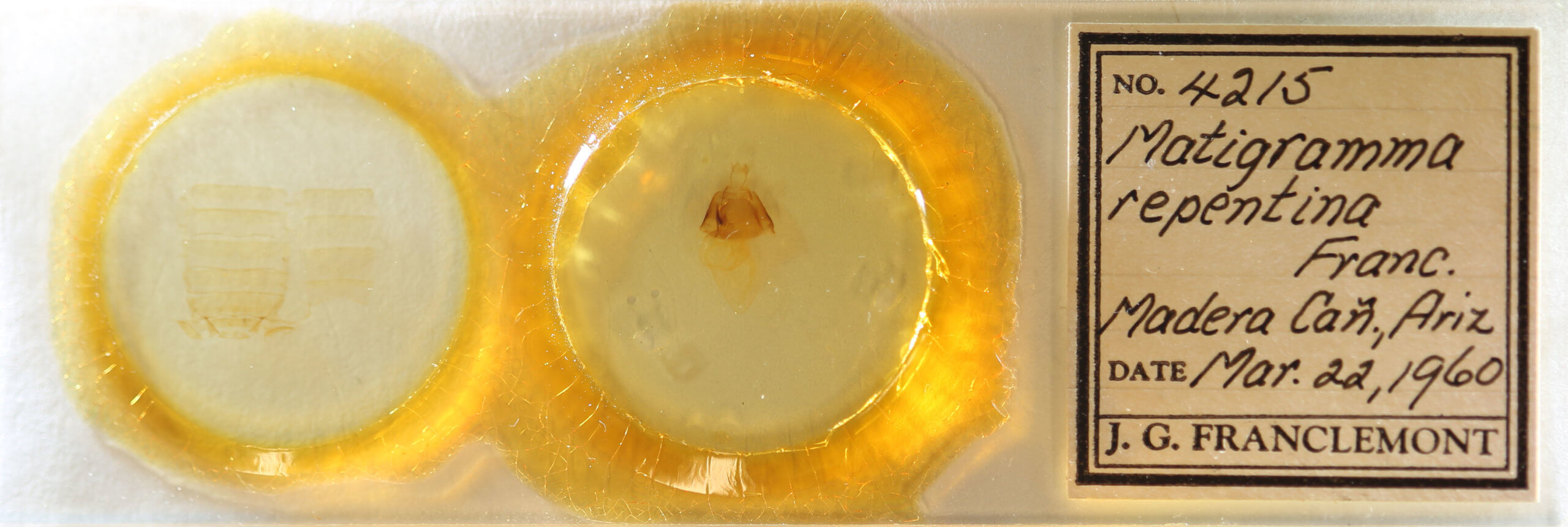 slide view of adult Matigramma repentina