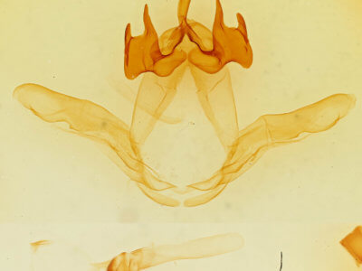 genitalia view of adult Ianassa wagneri