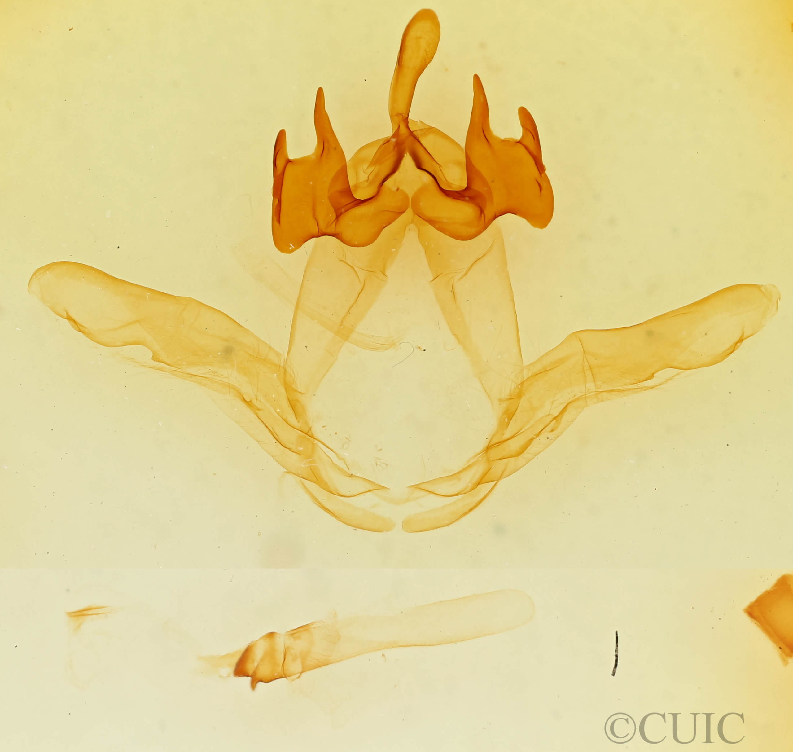 genitalia view of adult Ianassa wagneri