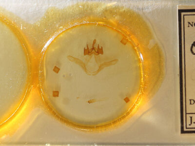 slide view of adult Ianassa wagneri