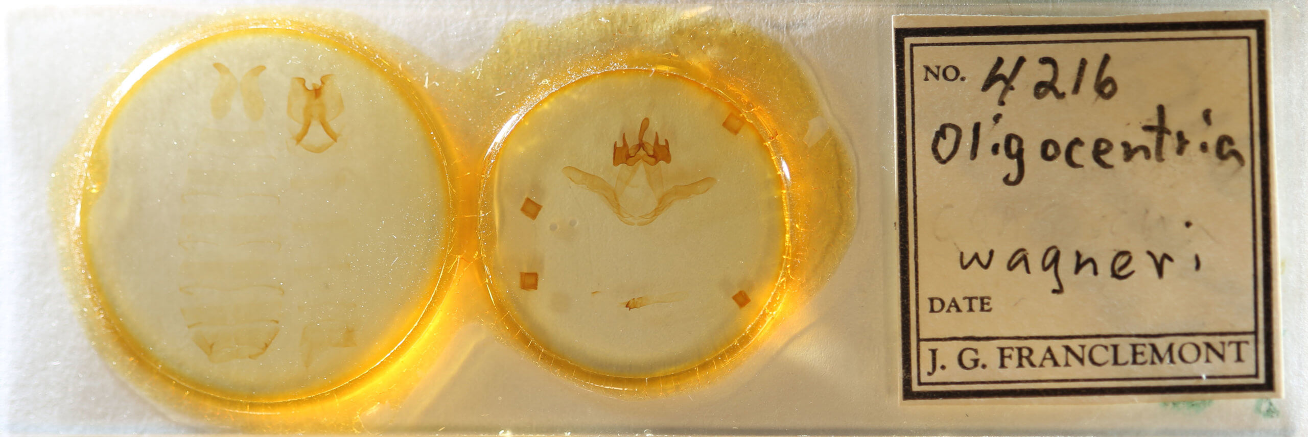 slide view of adult Ianassa wagneri