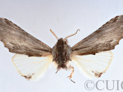 dorsal view of adult Ianassa cerriben