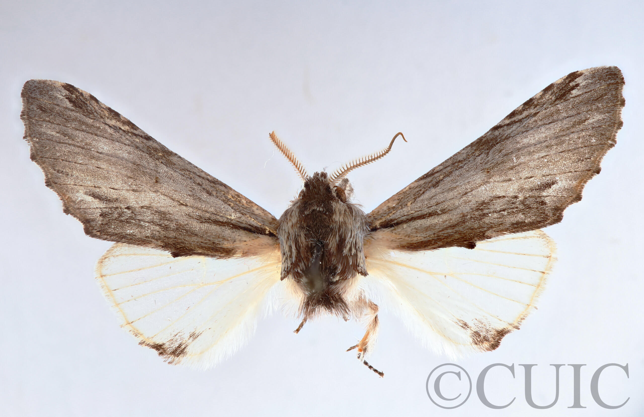 dorsal view of adult Ianassa cerriben