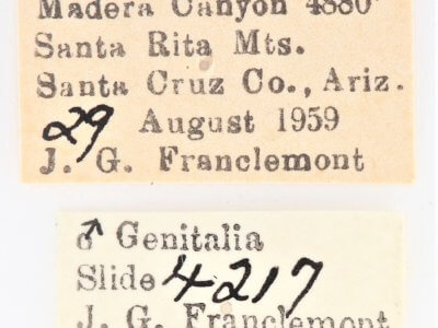 label view of adult Ianassa cerriben