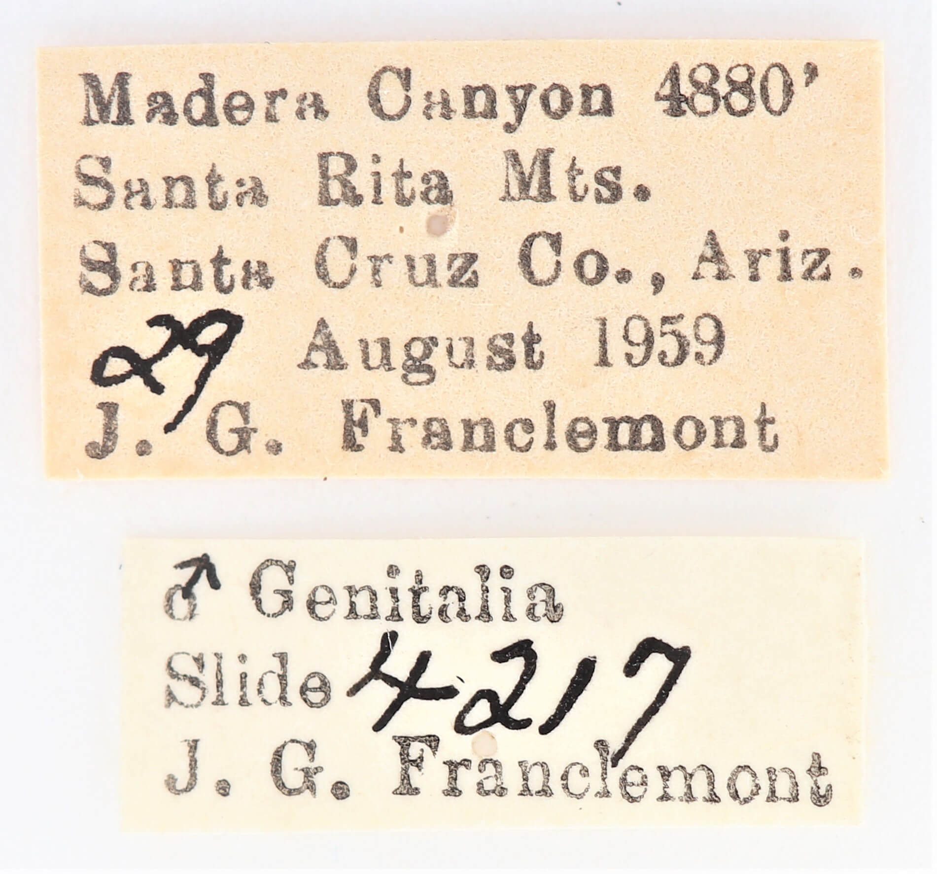 label view of adult Ianassa cerriben