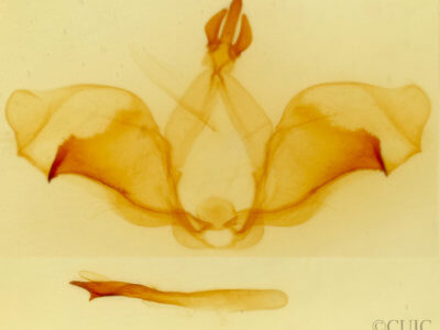 genitalia view of adult Ianassa cerriben