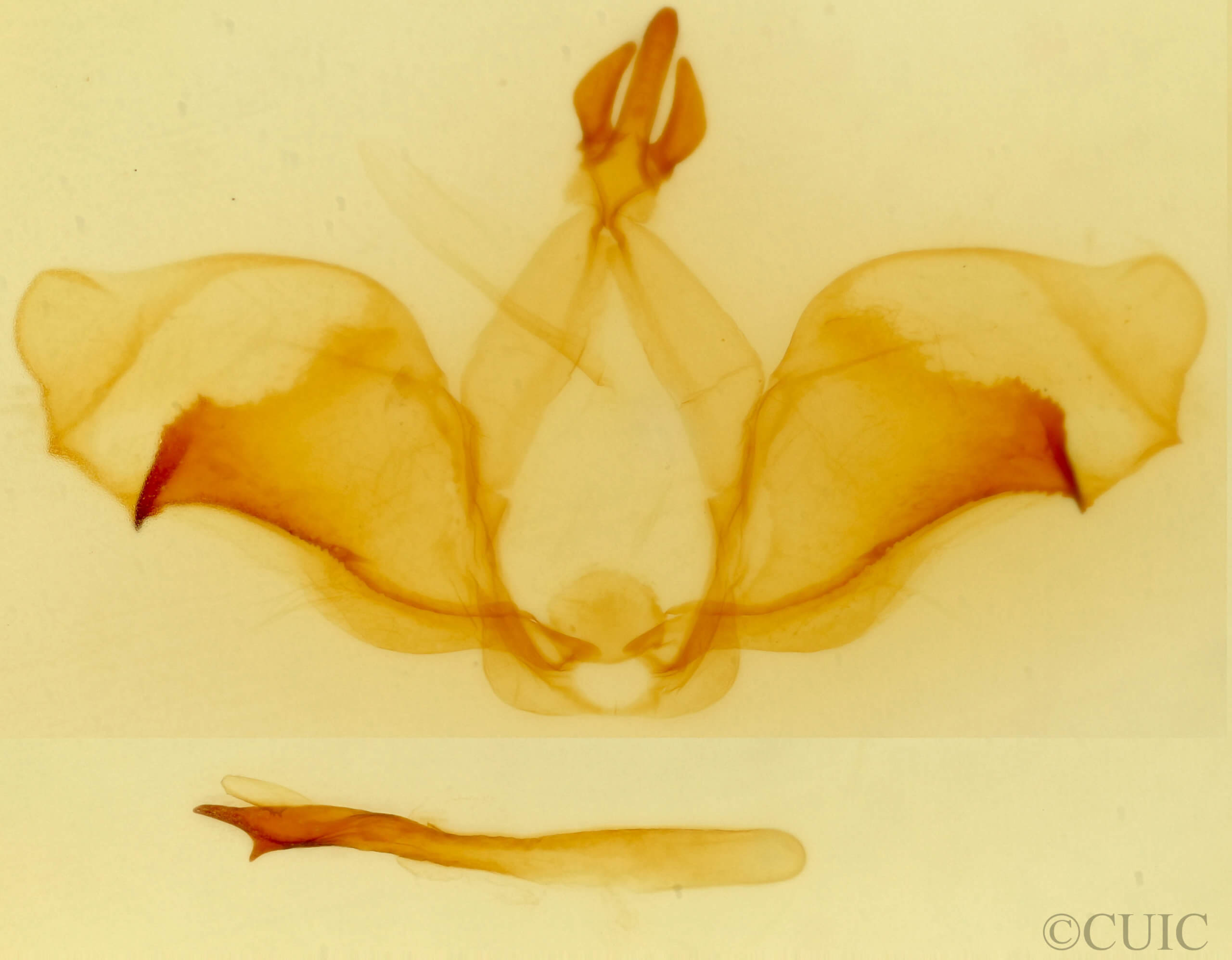 genitalia view of adult Ianassa cerriben