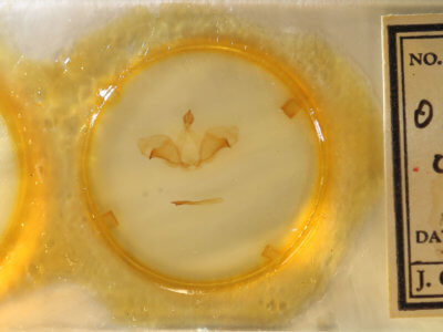 slide view of adult Ianassa cerriben