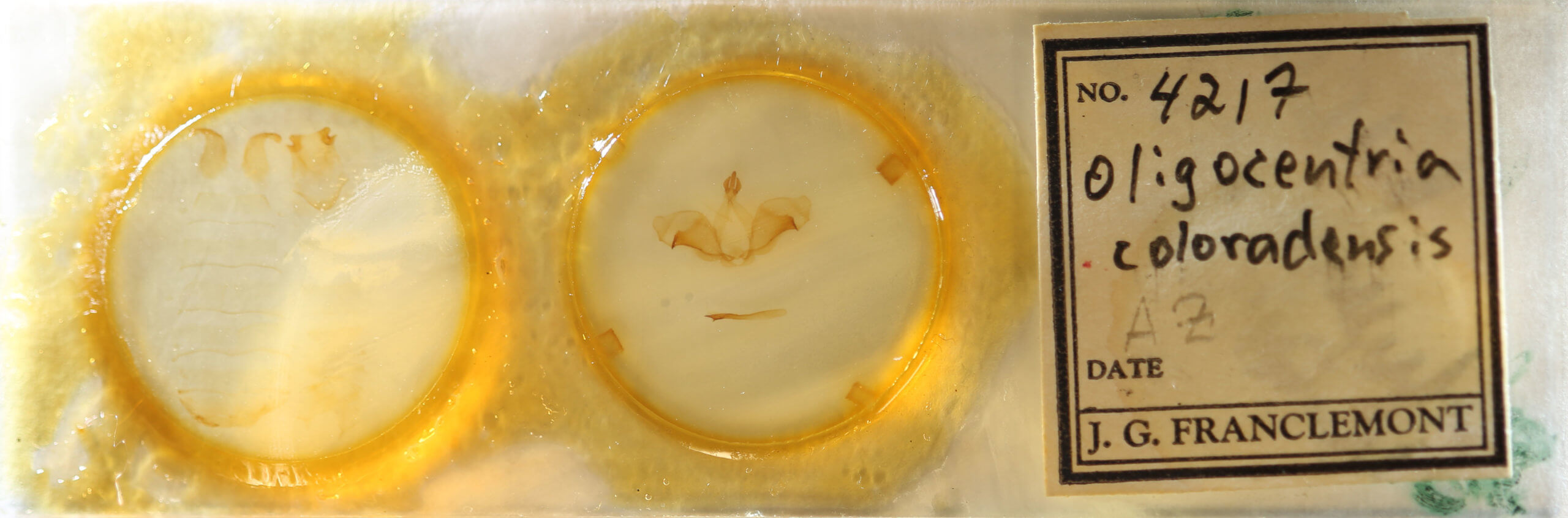 slide view of adult Ianassa cerriben