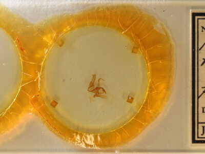 slide view of adult Matigramma rubrosuffusa