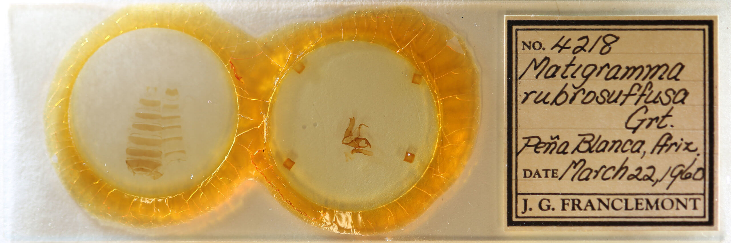 slide view of adult Matigramma rubrosuffusa