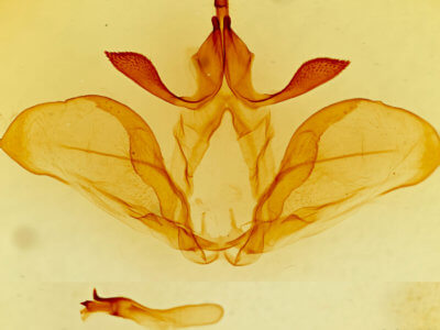 genitalia view of adult Ianassa paradisus