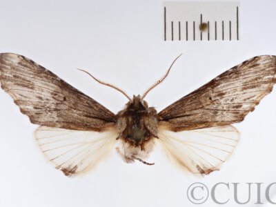 dorsal view of adult Ianassa paradisus